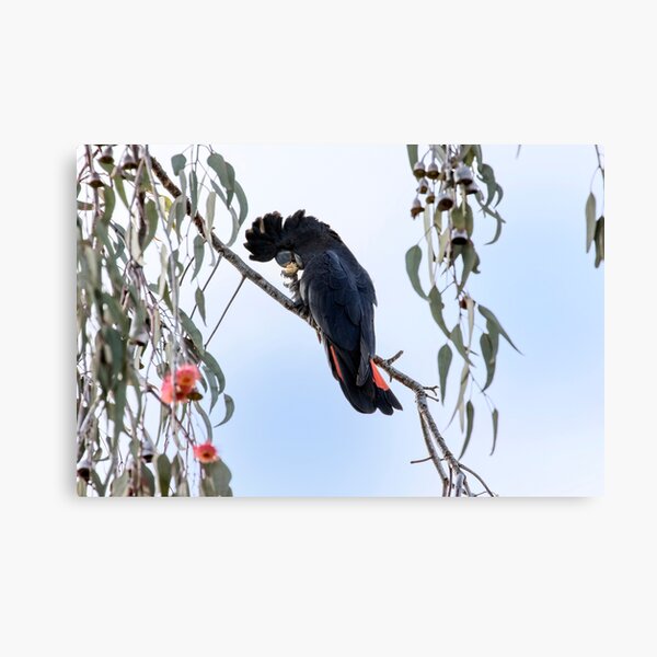 Red Tailed Black Cockatoo in Pink Gum Tree Canvas Print