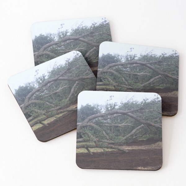 Item preview, Cork plantation, Canberra designed and sold by RogerRoy.