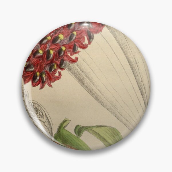 Item preview, Bulbophyllum hamelinii 144 8785 designed and sold by EsotericBotanic.