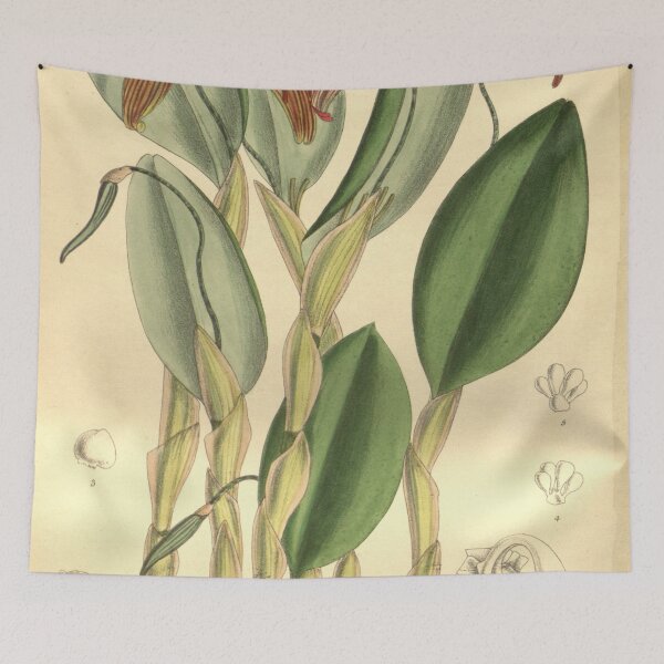 Item preview, Restrepia antennifera Curtis' 129 (Ser. 3 no. 59) pl 7930 (1903) designed and sold by EsotericBotanic.