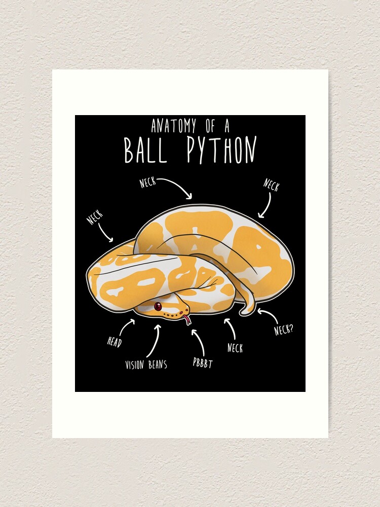 Anatomy Of An Albino Ball Python Art Print For Sale By Psitta Redbubble