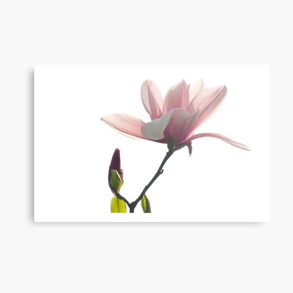 Pink magnolia unfolding Metal Print