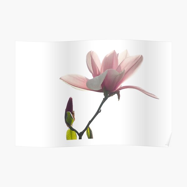 Pink magnolia unfolding Poster