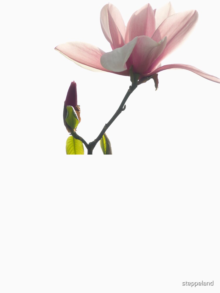 Pink magnolia unfolding by steppeland