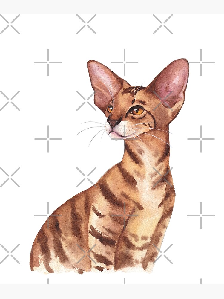 Cat stamp (sitting oriental shorthair cat)