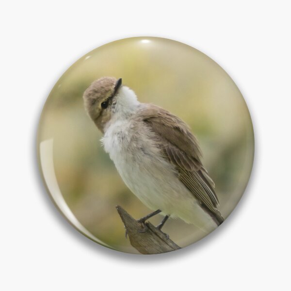 Item preview, Curious Jacky Winter designed and sold by Cornishinoz.