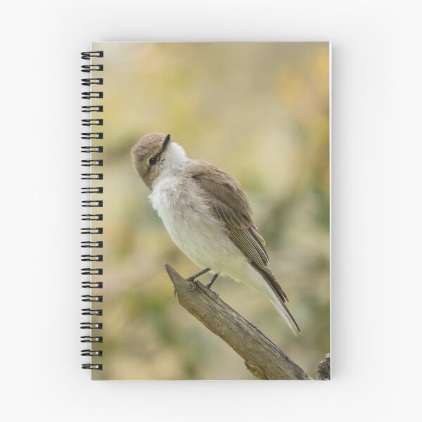 Item preview, Curious Jacky Winter designed and sold by Cornishinoz.
