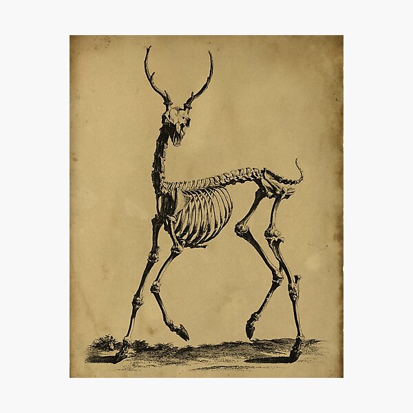 Animal Skeleton Wall Art for Sale | Redbubble Animal Skeleton Wall Art for Sale | Redbubble