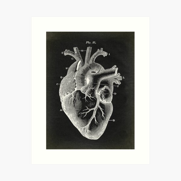 Aperçu de l'œuvre Coeur noir, anatomie affiche style vintage créée et vendue par LeAllureVintage.