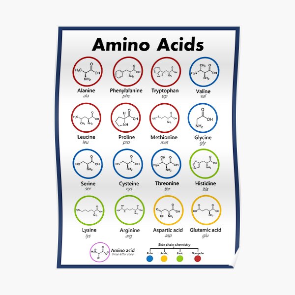 Amino Acids Posters for Sale | Redbubble
