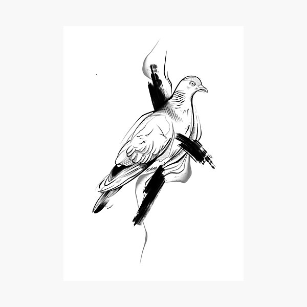 Pigeon II Photographic Print