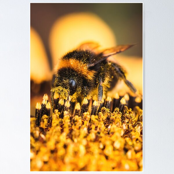 Artikelvorschau, Makro einer Hummel mit Pollen überall auf einer Sonnenblume. Weicher unscharfer Hintergrund mit geringer Schärfentiefe entworfen und verkauft von macroviewpoint.