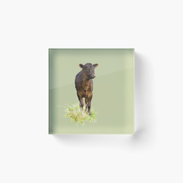 Item preview, Standing Dexter Cow designed and sold by Jane Stanley Photography.