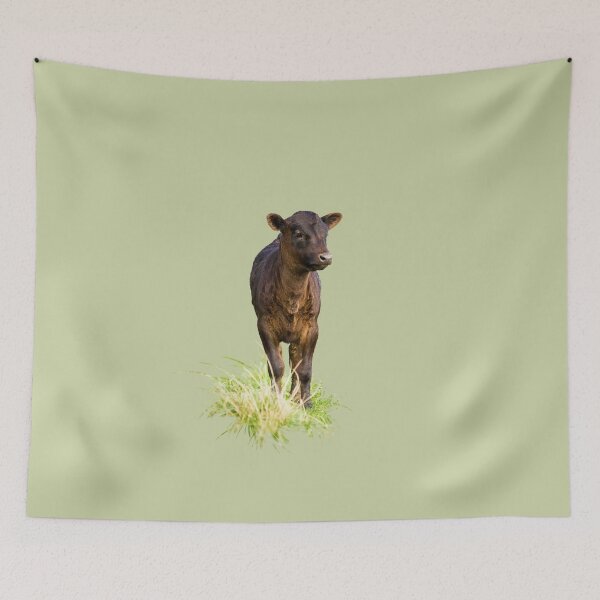 Item preview, Standing Dexter Cow designed and sold by Jane Stanley Photography.