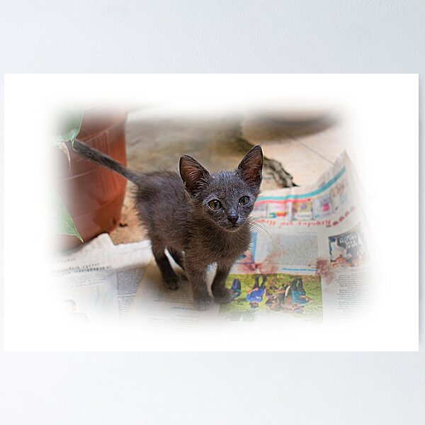 Item preview, Another Kitten Being Groomed For Adoption designed and sold by alabca.