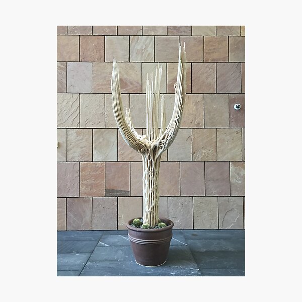 2016 Cactus Skelleton Photographic Print