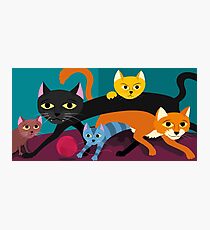 Cats & Kittens Photographic Print