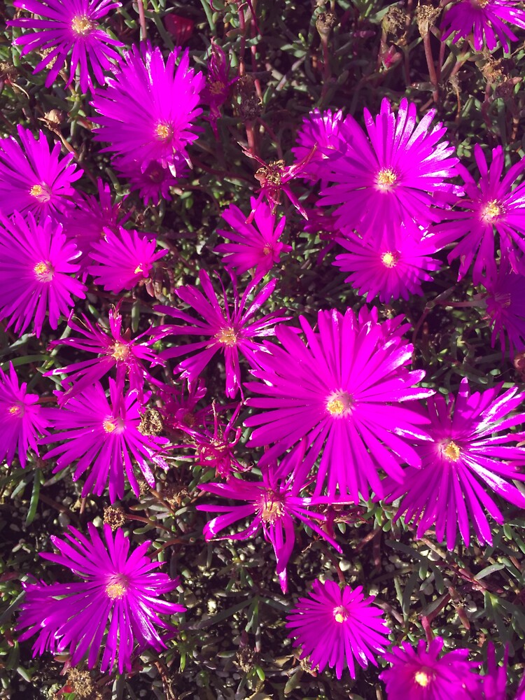 Purple Explosion by douglasewelch