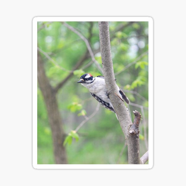 Cute Downy Woodpecker Sticker