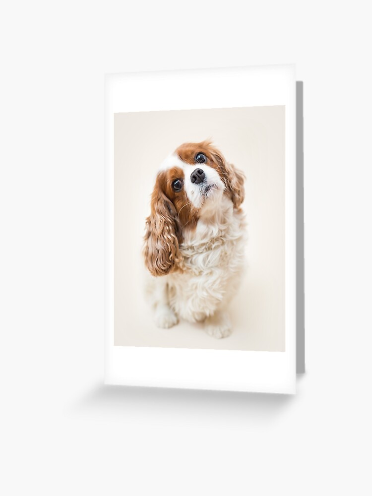 Lily The Cavalier King Charles Spaniel Greeting Card By Penel Redbubble