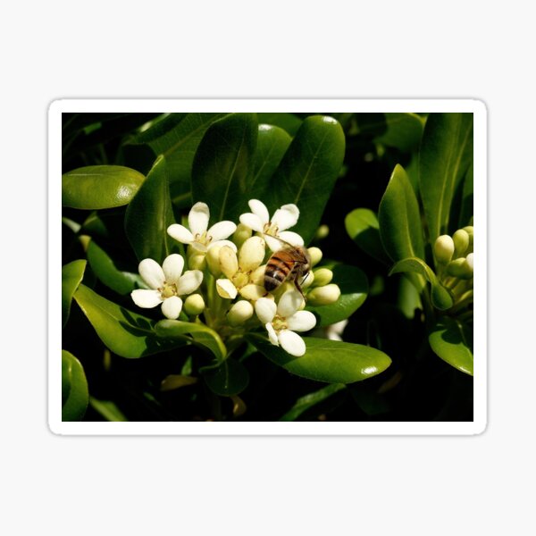 Honeybee at Her Springtime Work Sticker