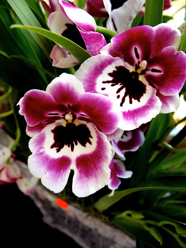 Orchids by douglasewelch