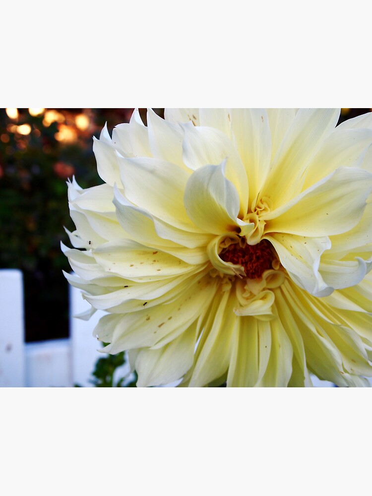 Dahlia by douglasewelch