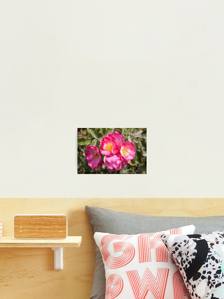 Thumbnail 2 of 3, Photographic Print, Begonia designed and sold by Raspberry-Cat.