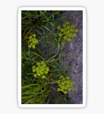 Rock Samphire, Inishmore, Aran Islands Sticker