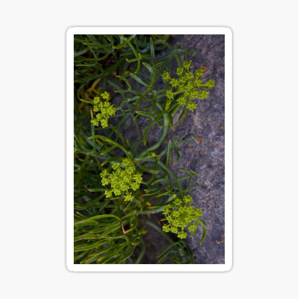 Rock Samphire, Inishmore, Aran Islands Sticker