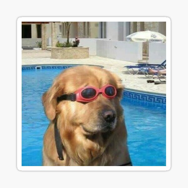 dog in swimming goggles