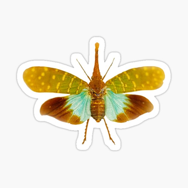 Lanternfly Pyrops intricatus Sticker