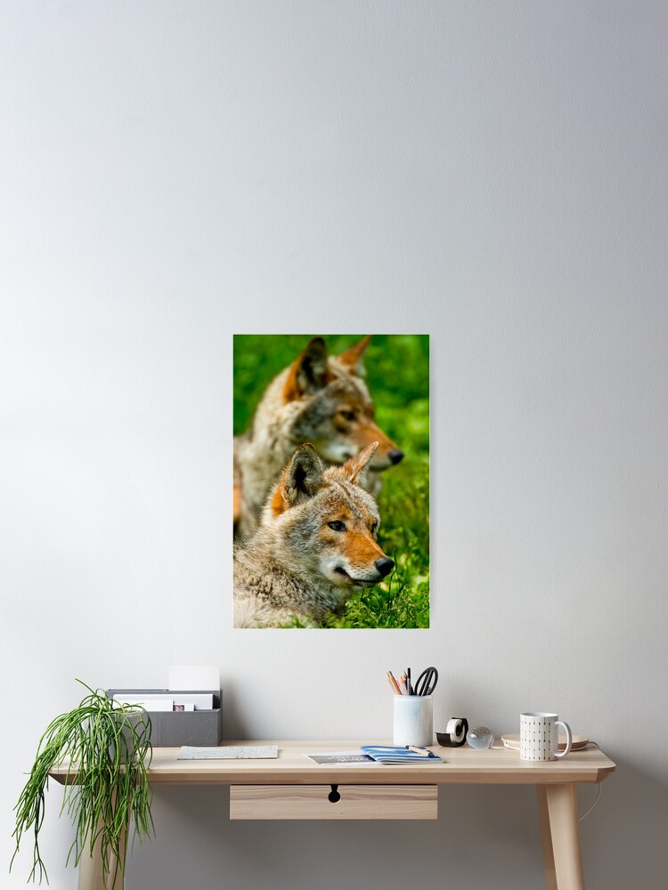Thumbnail 2 of 3, Poster, Coyotes designed and sold by jaydee1400.