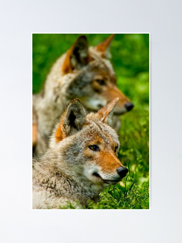 Thumbnail 1 of 3, Poster, Coyotes designed and sold by jaydee1400.