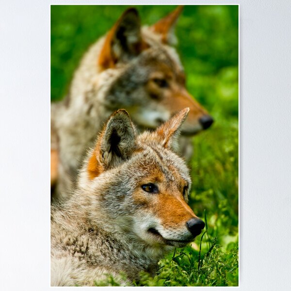 Item preview, Coyotes designed and sold by Michael Cummings.