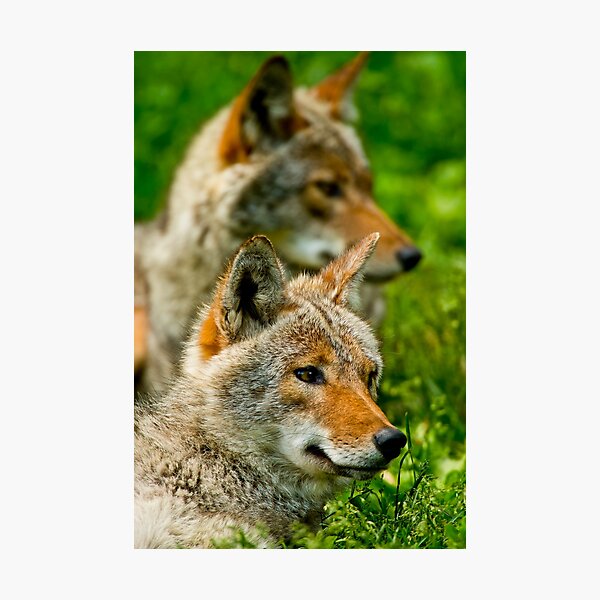 Item preview, Coyotes designed and sold by Michael Cummings.