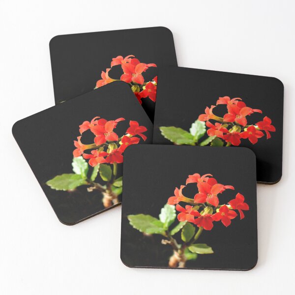 Item preview, Kalanchoe "Flaming Käthchen" designed and sold by NW-Photo-Art.