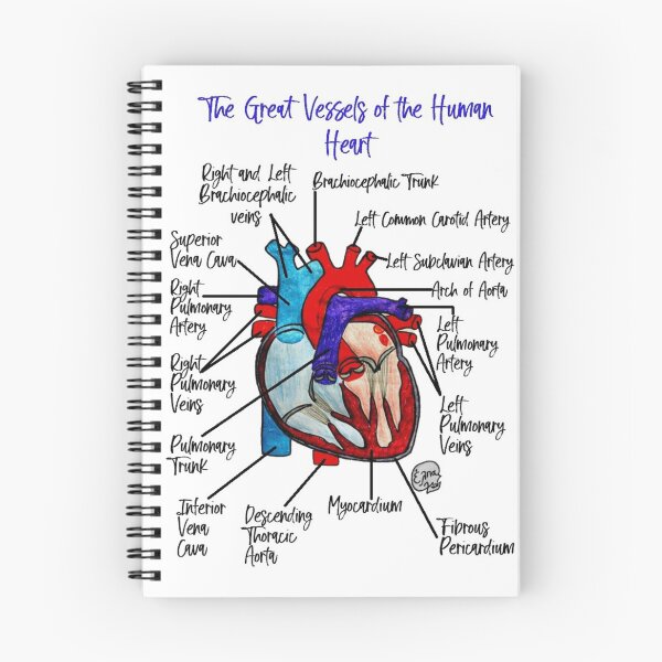 Item preview, The Great Vessels of the Human Heart designed and sold by Arte Del Cuerpo Humano.