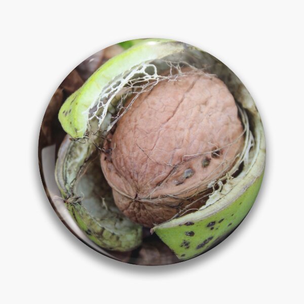 Item preview, Ripe walnut fruit designed and sold by Mahirov Shop.