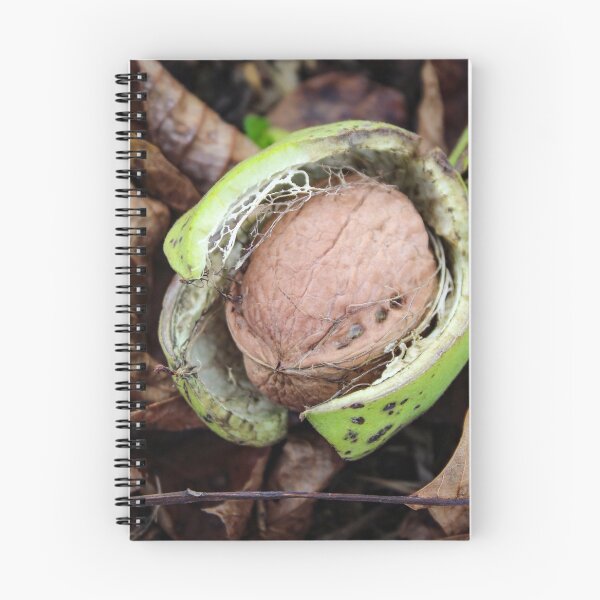 Item preview, Ripe walnut fruit designed and sold by Mahirov Shop.