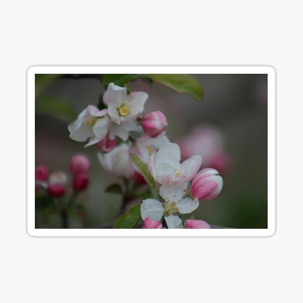 Item preview, Spring blossoms designed and sold by Linda Crockett.