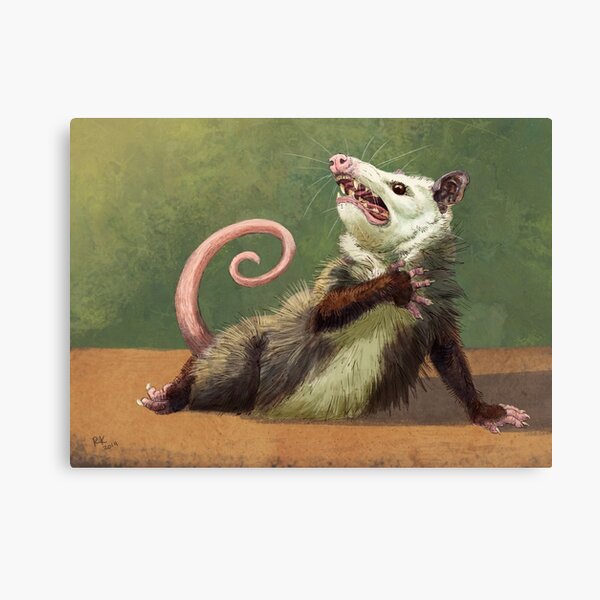 Amateur Opossum Actress Canvas Print