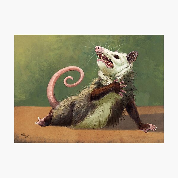 Amateur Opossum Actress Photographic Print