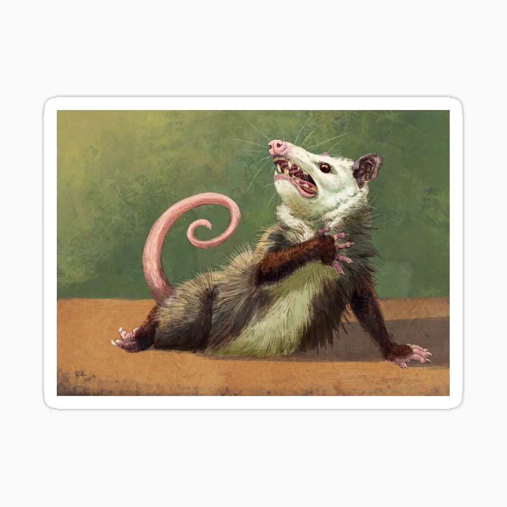 Amateur Opossum Actress