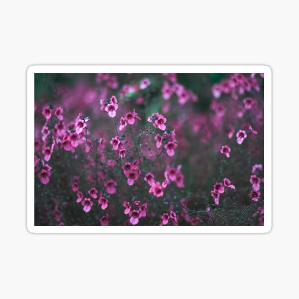 Pink Flowers Sticker