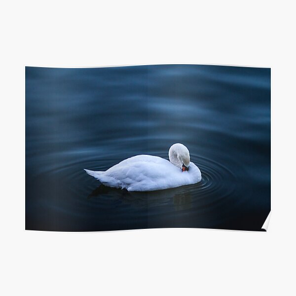 Swan Poster