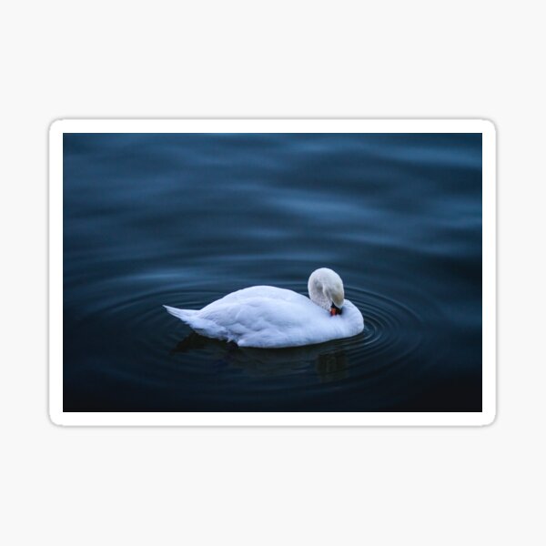 Swan Sticker