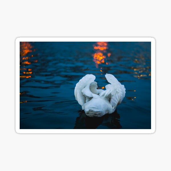 Swan Light Reflections Sticker