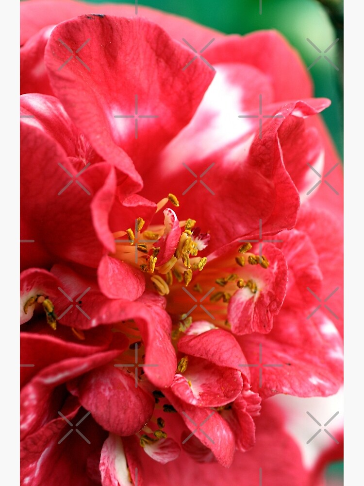 "Camilla Flower" Photographic Print by bubbleblue | Redbubble