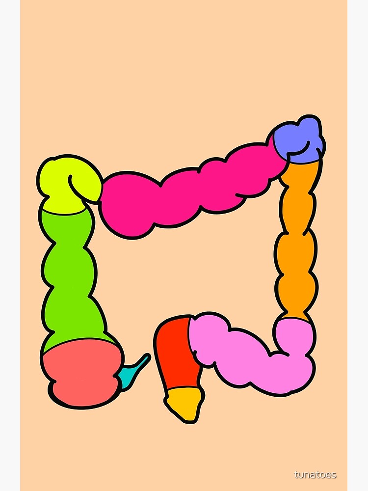 Digestive tract with the esophagus, stomach, liver, small intestine, and large  intestine labeled - Media Asset - NIDDK